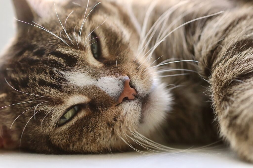 cat, pet, cat eyes, whiskers, animal, domestic cat, domestic animal