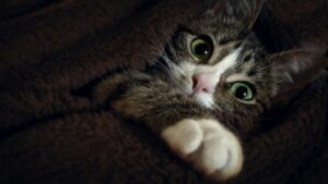【ニャーっと元気に健康でいてね】5つのかかりやすい病気と自宅でできる予防法