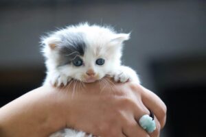 【猫と長く安心して暮らすために】知っておきたい飼い方の基本とコツ