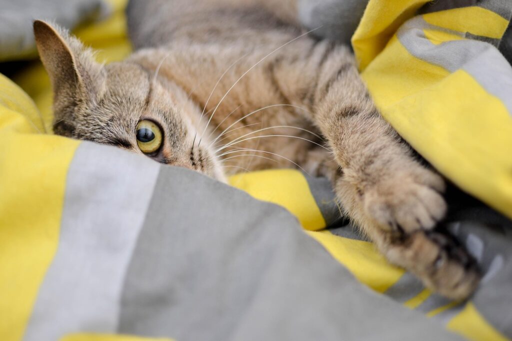 cat, nature, domestic cat, pet, look, cat's eyes, bury cat, animal