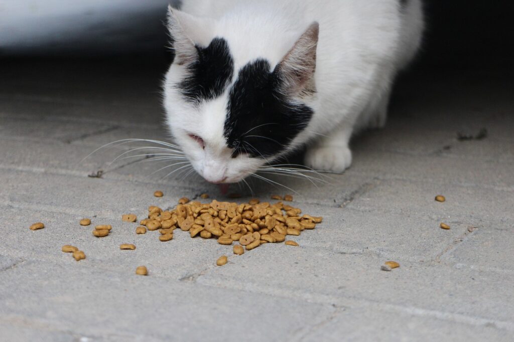 cat, eating, nature, cat food, pet, animal, domestic cat, feline, hungry, kibble
