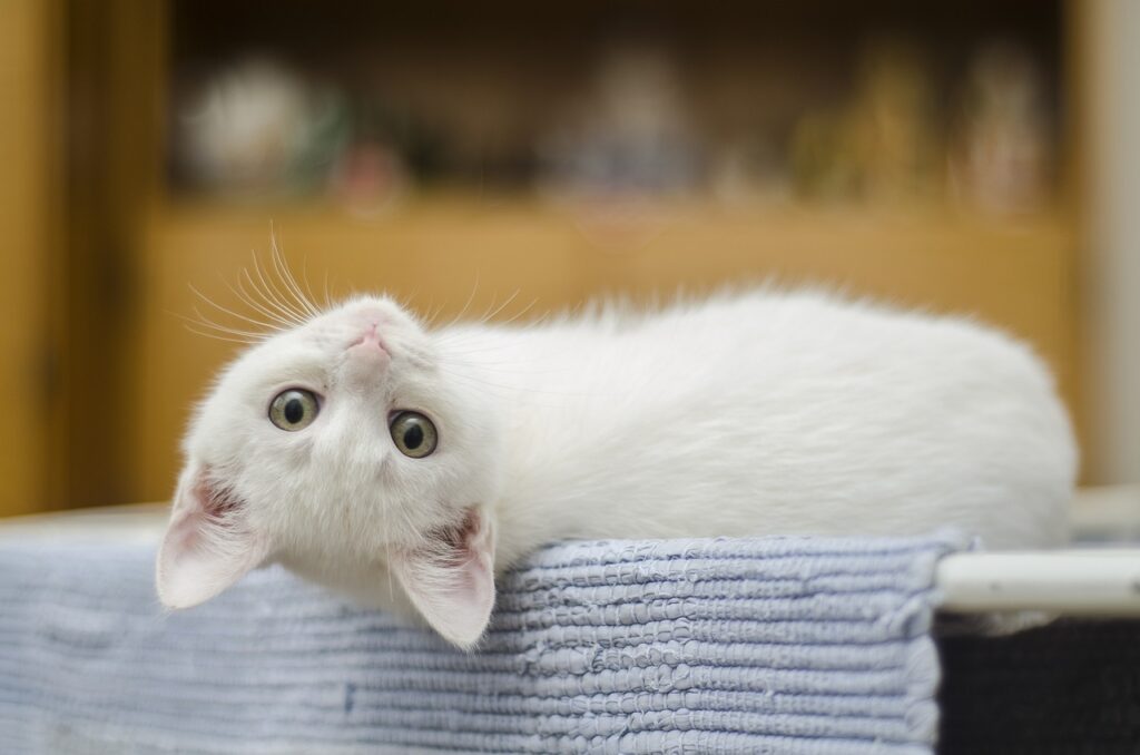 kitten, animal, white, cat, cute, domestic, feline, whiskers, sweet, upside down, pet, cat's eyes, curious, white cat, white kitty, white kitten, portrait, cat portrait, domestic cat