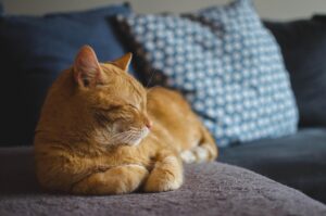 7つの危険を見逃すな！【ゾクゾクから守る！】愛猫を守る完全室内飼いの新常識