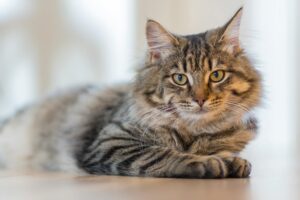 【猫の多頭飼いの不安をなくす】4つの仲良しステップとは？