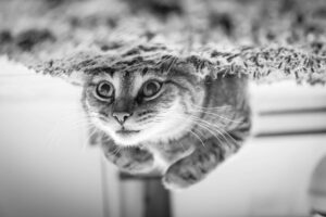 ガブッ！感染症になる？猫に噛まれた時の対処法と注意点