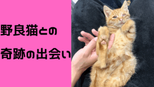 家族が一緒に救った野良猫(保護猫)の話①：あくびとの出会い