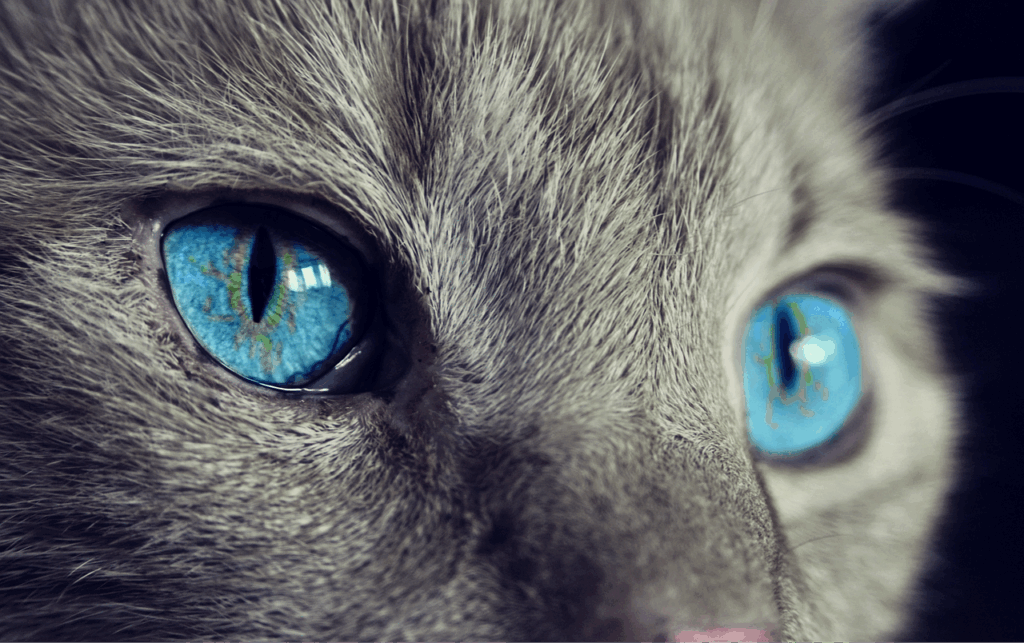 cat, cat's eyes, blue eyes, gray cat, close up, macro, feline, pet, domestic, nature, domestic cat, animal, eyes, head, fur, cat face