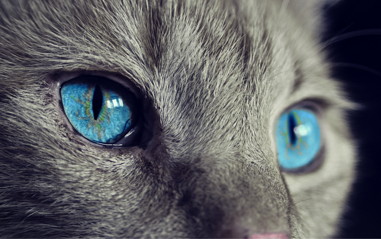 cat, cat's eyes, blue eyes, gray cat, close up, macro, feline, pet, domestic, nature, domestic cat, animal, eyes, head, fur, cat face