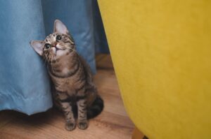SOSサインを見逃すな！あなたの愛情が猫のストレスになっているかも？