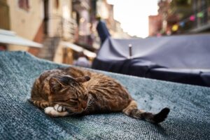 飼育に役立つ♪猫のぐったり防止になる夏バテ対策を紹介