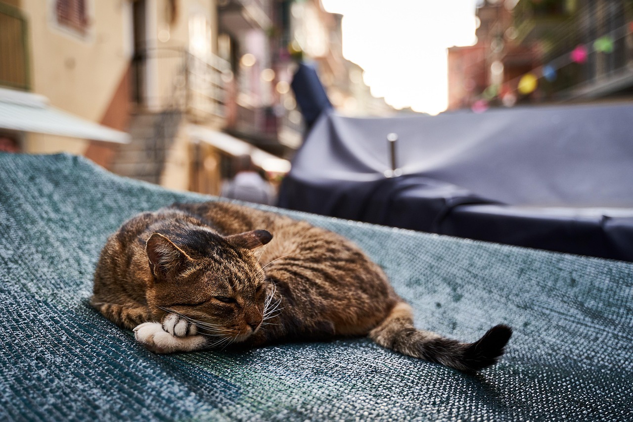 cat, lazy, animal, domestic animal, wildcat, domestic cat, kitten, animal portrait, pet, nature, wildlife, cat tongue, mammal, sleep, italy, cinque terre