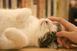 【どれを買ったらいいの？】初心者が知っておくべき猫トイレの選び方