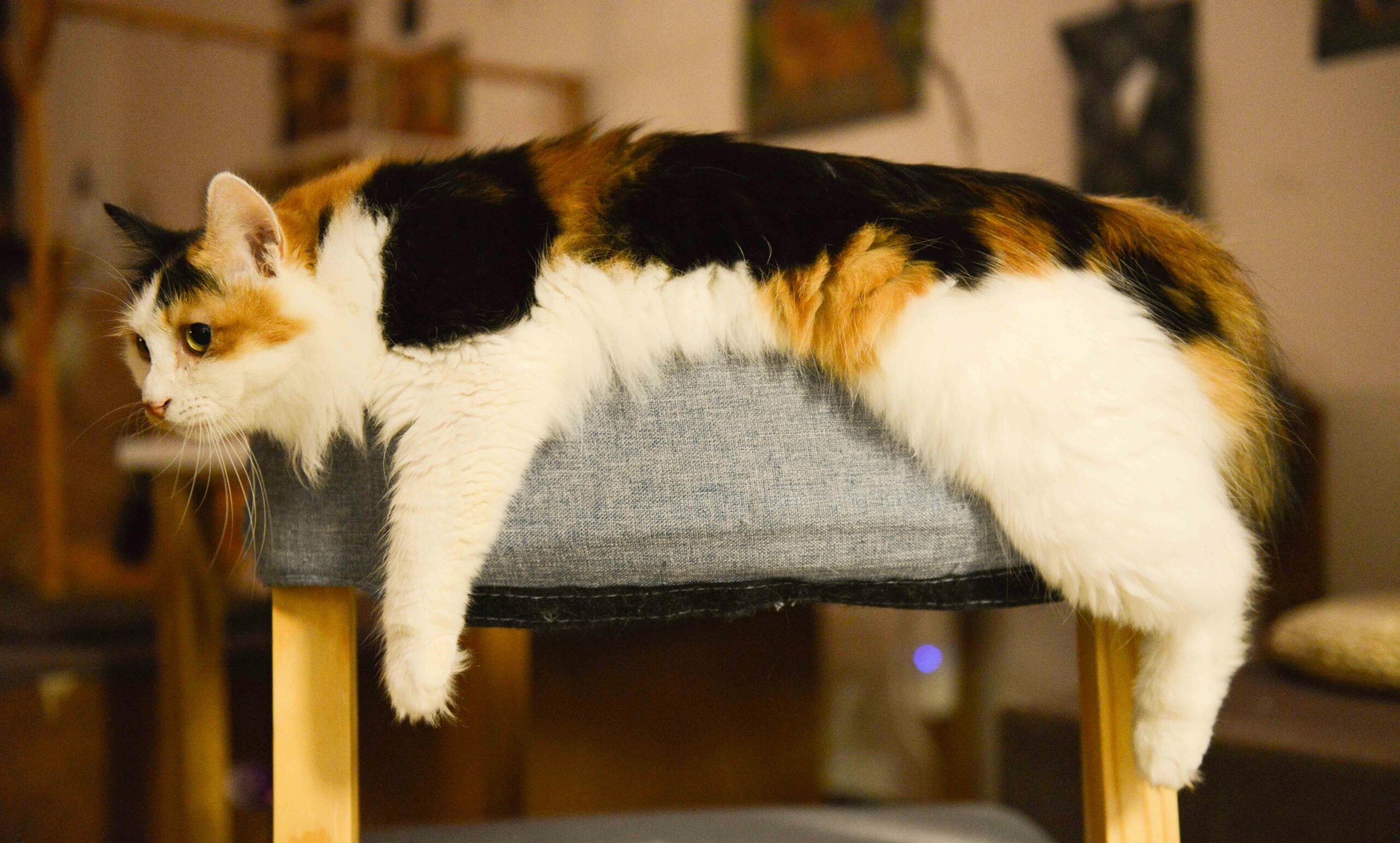 A cute calico cat casually resting on a chair indoors, showcasing its vibrant fur colors.