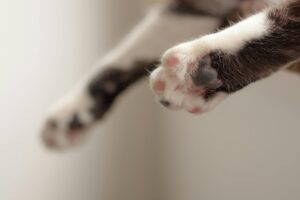 猫の肉球の驚きの役割とは？飼育に役立つぷにぷにの秘密🐾