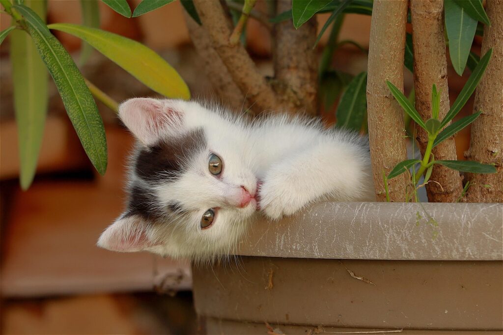 cat, kitten, pet, young cat, animal, nature, domestic, feline, cute, plant pot