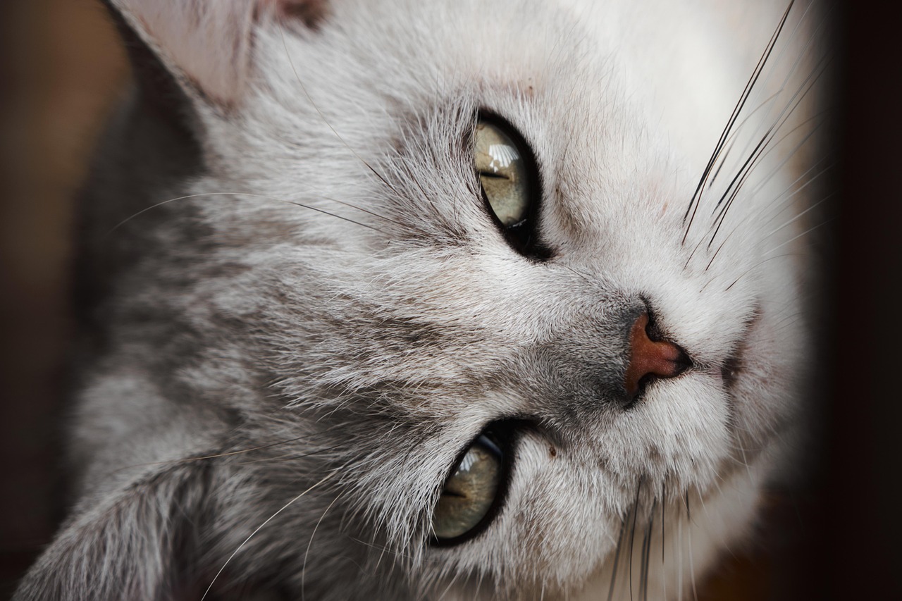 kitten, cat, pets, cats, animal, mammal, pet, nature, domestic, domestic cat, cat portrait, animal world, close up
